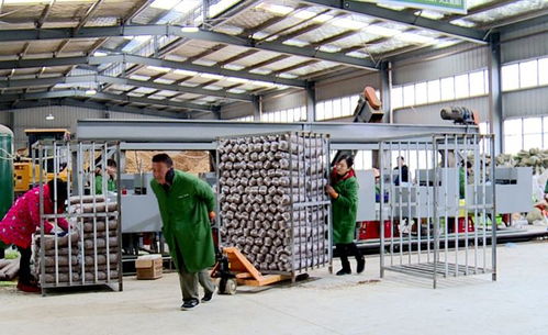 不畏嚴(yán)寒 天天出菇 記者探秘竹溪香菇工廠化生產(chǎn)基地